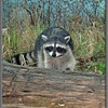 21 March 2007
I took this photo while on a trip to Washington state.  A friendly raccoon.  It was clear from the look on his face that I was more afraid of him than he was of me!