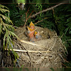 24 March 2007 - Noisy new tenants
Much to our surprise, my husband and I first heard and then found our noisy new tenants in a shrub outside of our front door.  Although noisy, they are cute..sort of :)